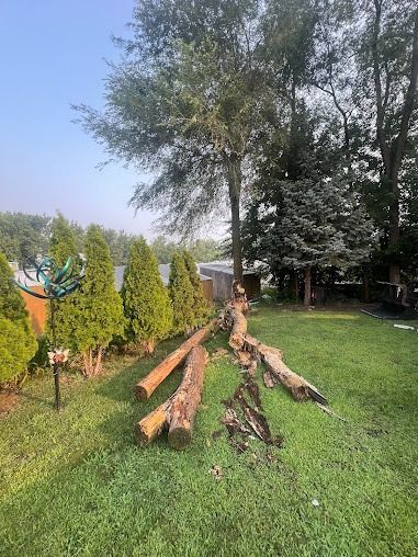 Fallen tree trunk and branches on grassy lawn near evergreen trees and a fence.