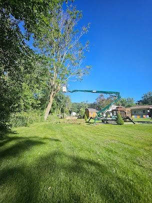 A tree being trimmed by a lift crane in a grassy yard under a blue sky.