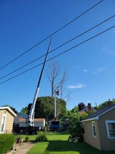 A crane trims a tall tree near power lines above houses on a sunny day.