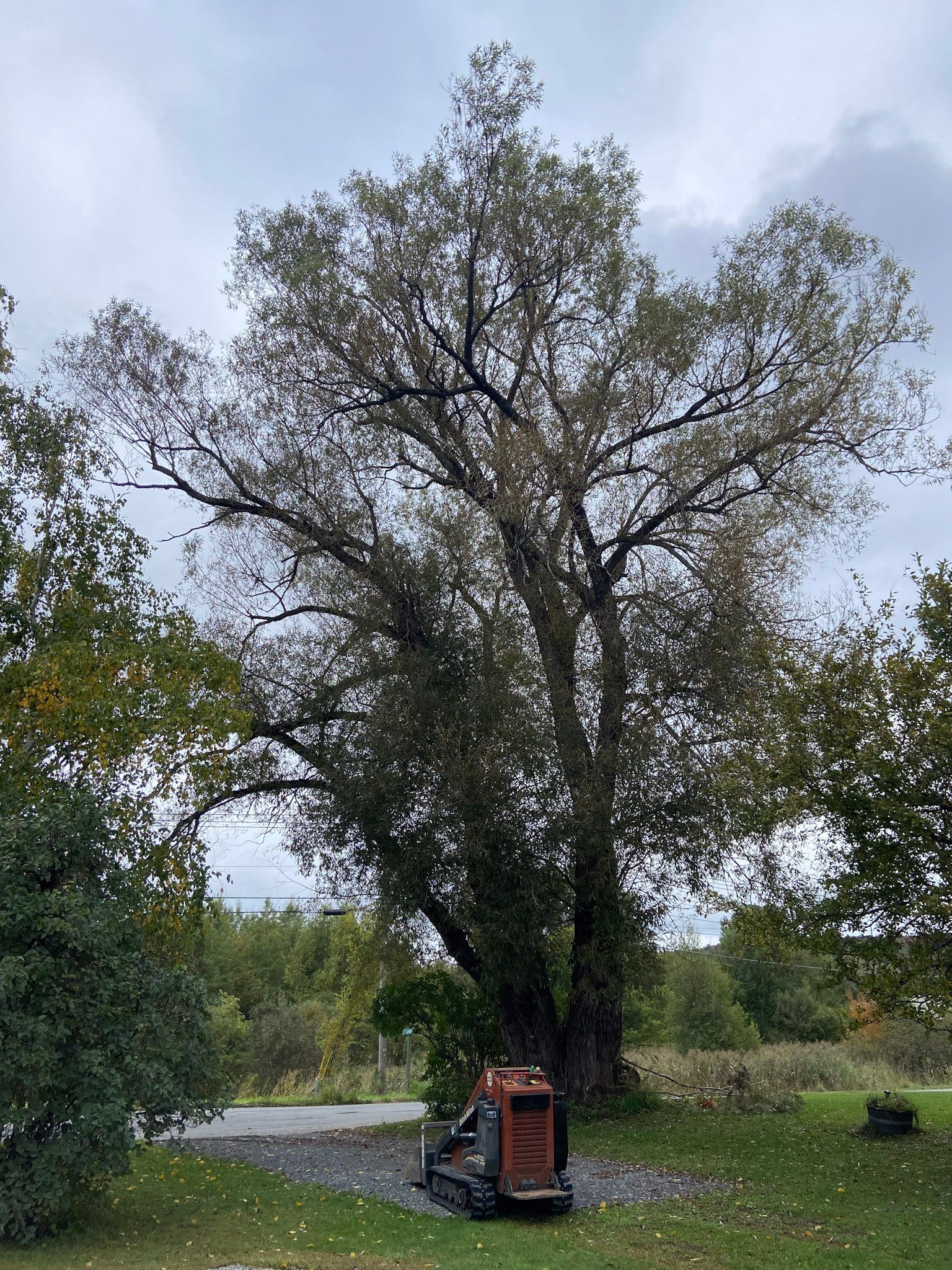 NEK Tree Workz assessing a tree that needs trimming