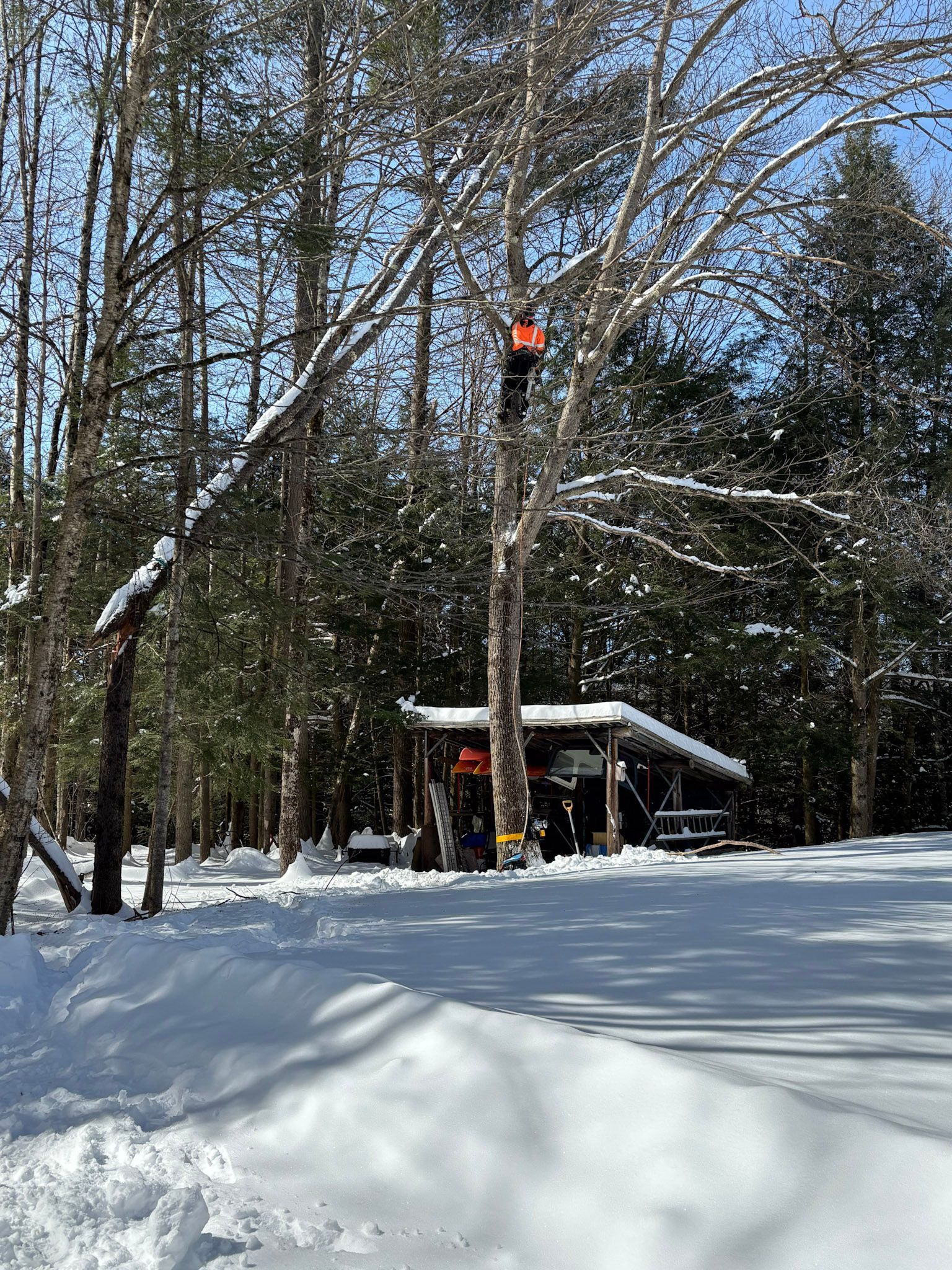 NEK Tree Workz rigging a tree for branch trimming