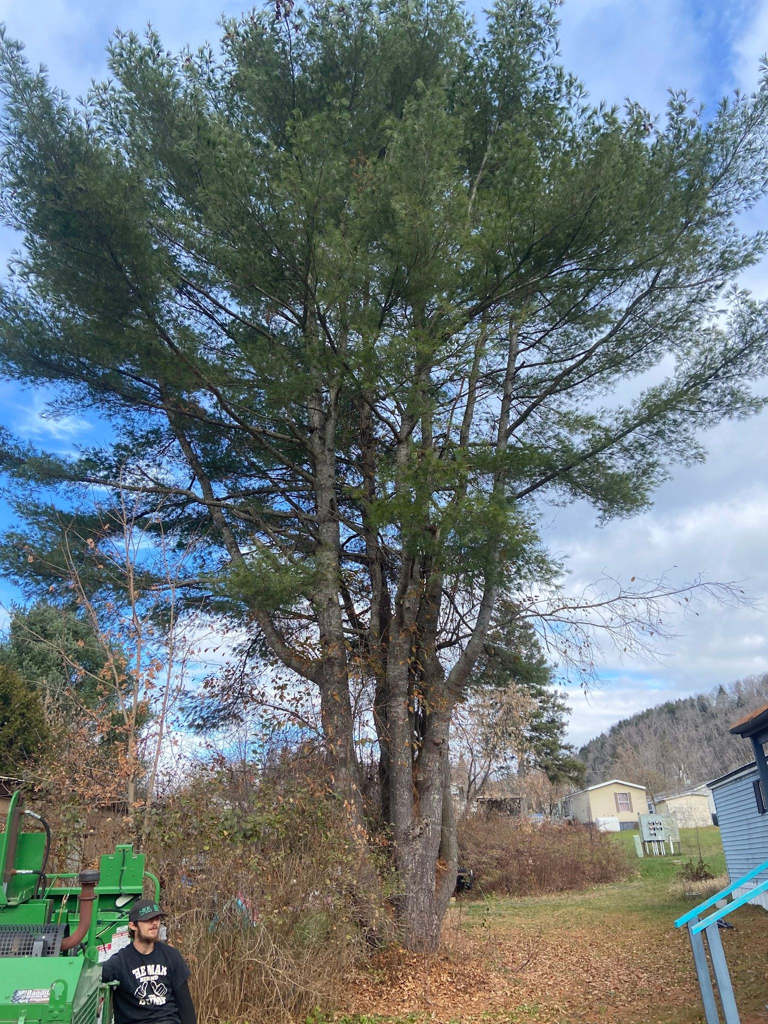 NEK Tree Workz experts removing a tree in Northern Vermont.