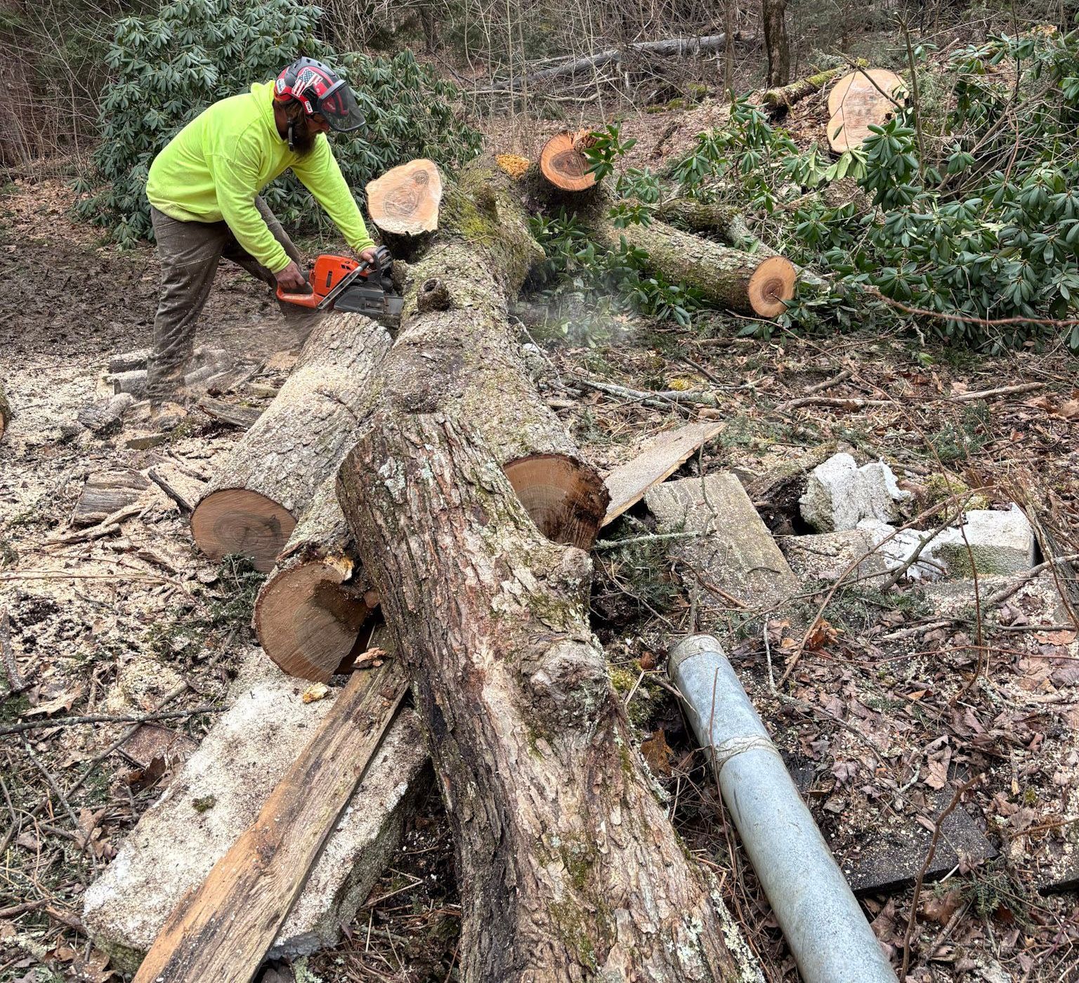 NEK Tree Workz professional cutting a large tree in Northern Vermont.