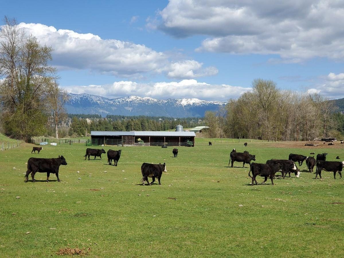 Black cattle grazing a green pasture with snow still on the Selkirk peaks behind