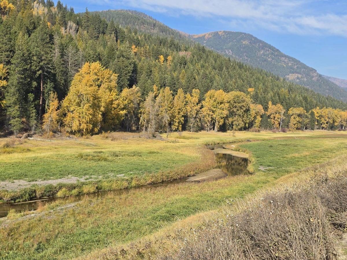 The Kootenai National Wildlife Refuge in fall, gold cottonwoods and aspen against dark timber on the hillside