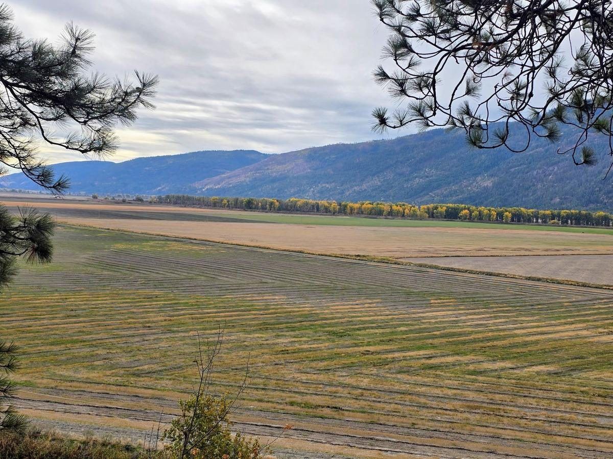 Cut hay fields in District 5 of the Kootenai Valley in October with the mountains behind, framed by pine branches