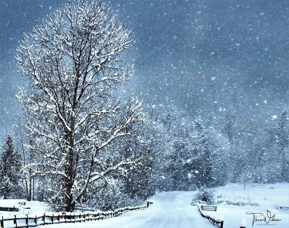 Snow falling on a country lane with a snow-laden tree and fence