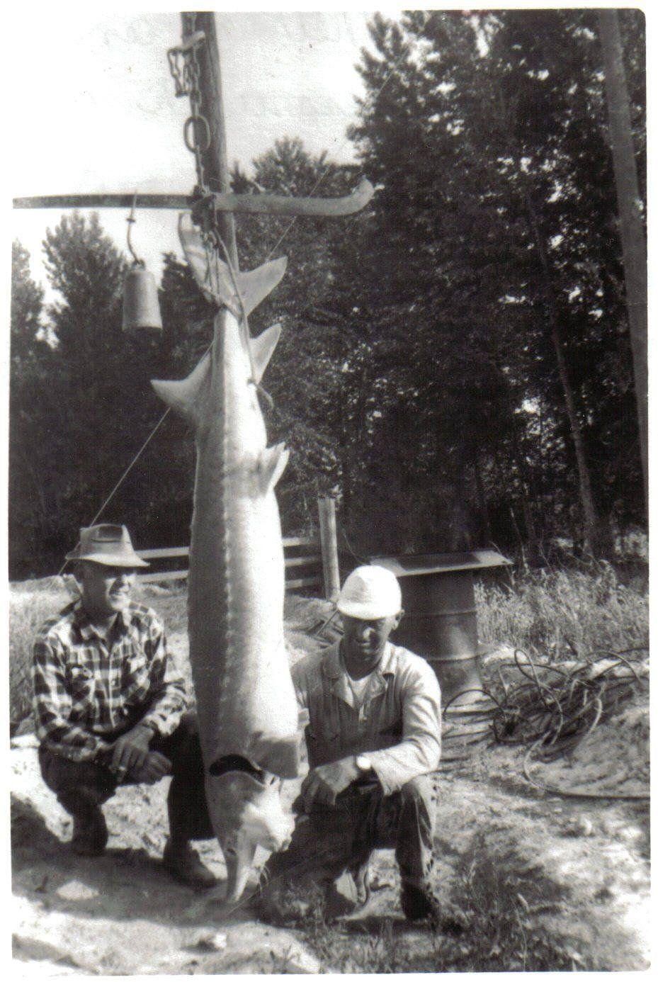Two men kneel beside a white sturgeon hung from a scale, Kootenai River, historical photograph
