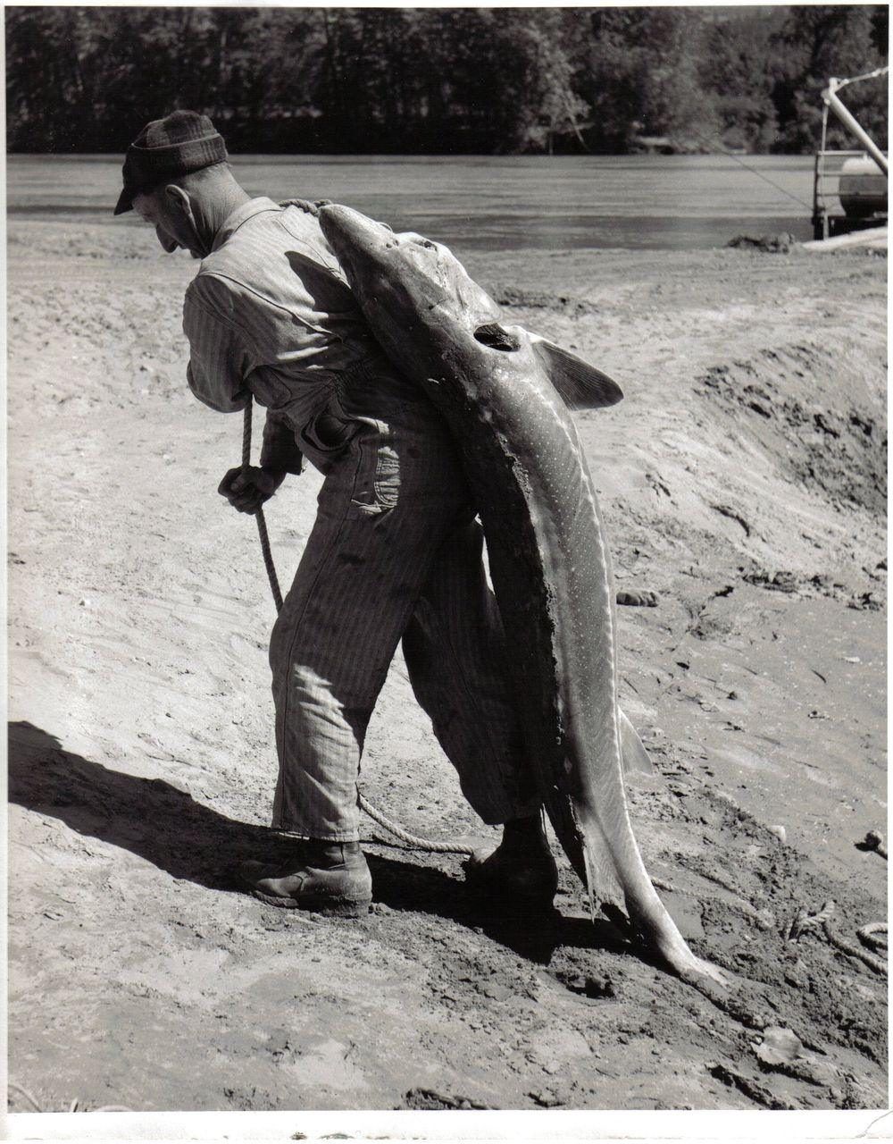 A man carries a large white sturgeon over his shoulder on the Kootenai riverbank, historical photograph