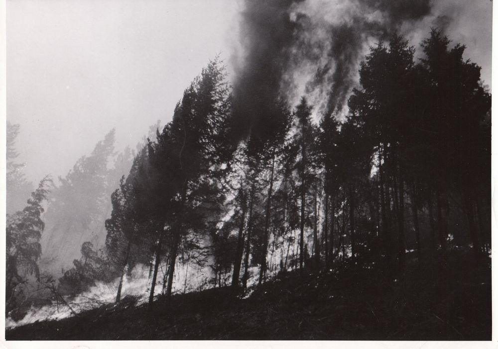 A forest fire crowning through timber on a mountainside, historical photograph