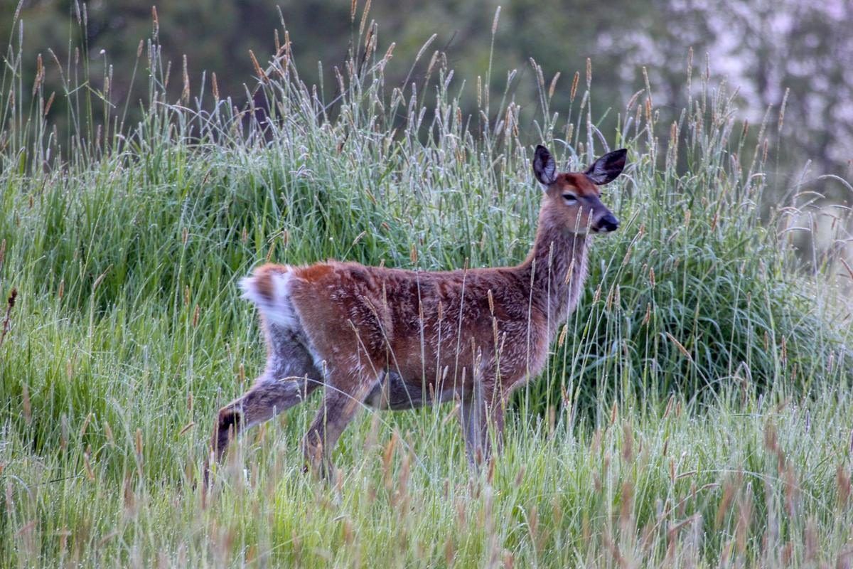 A whitetail doe standing in tall dew-covered grass at dawn