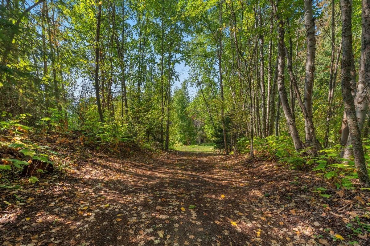 A soft dirt trail through mixed forest with sunlight on the leaves
