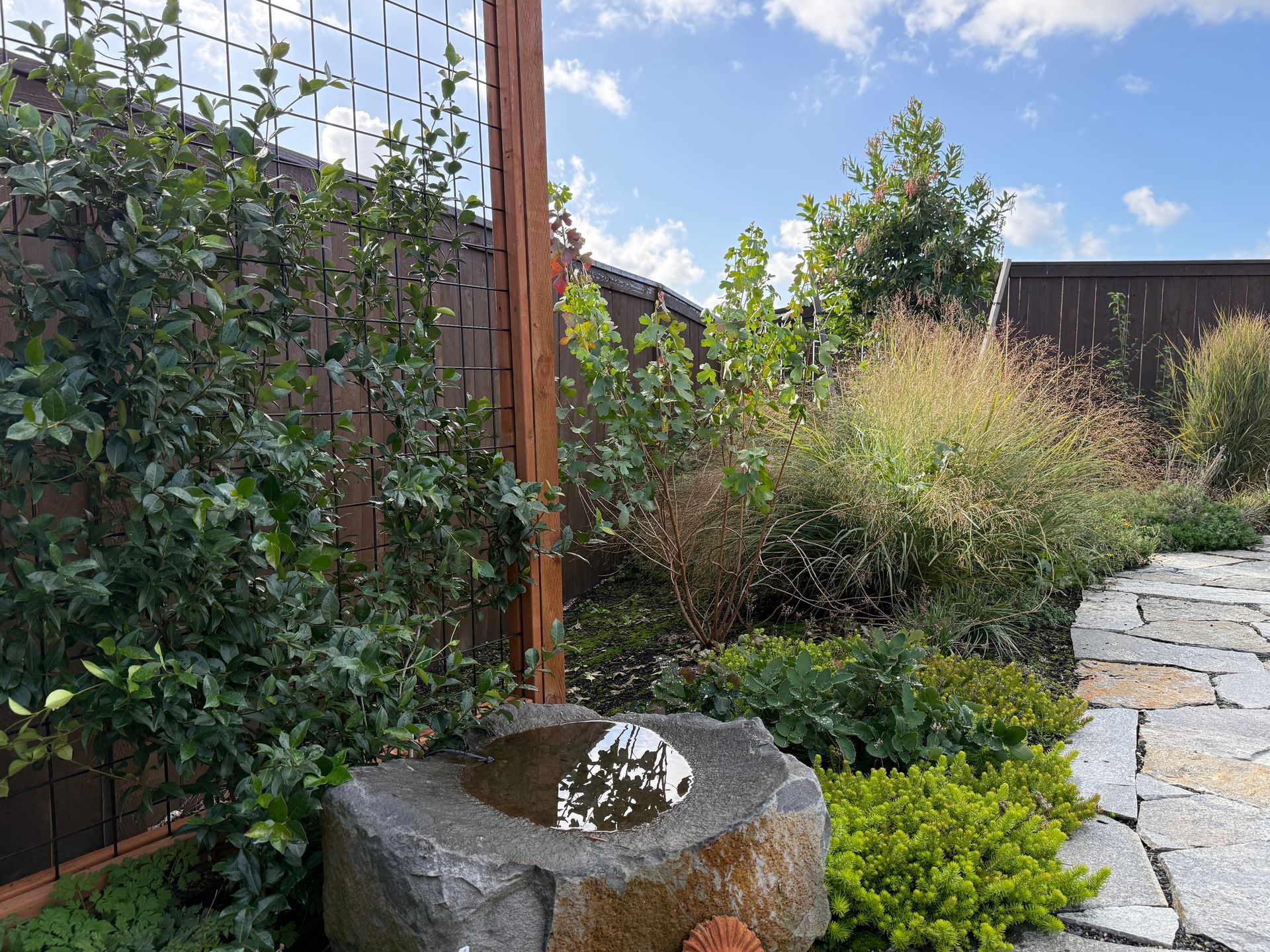 jasmine on trellis with grassy plantings and flagstone pathway