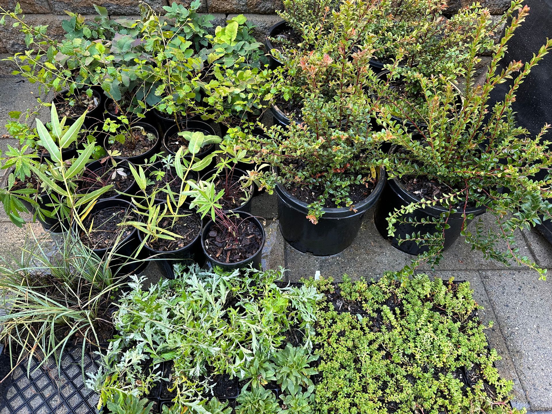 Garden design with native plants and rain garden