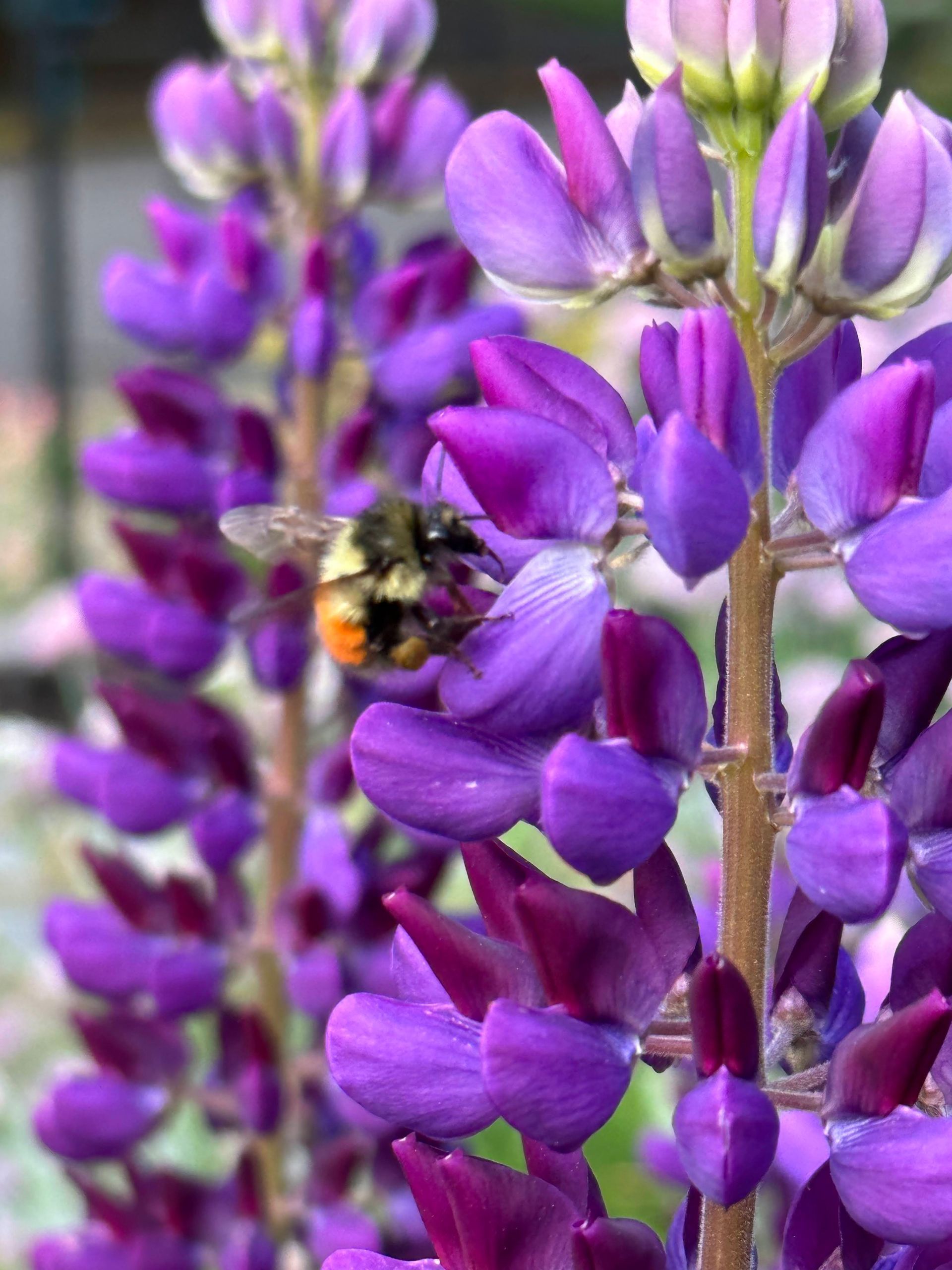 pollinator garden with native plants for native pollinators bees butterflies iris checkermallow