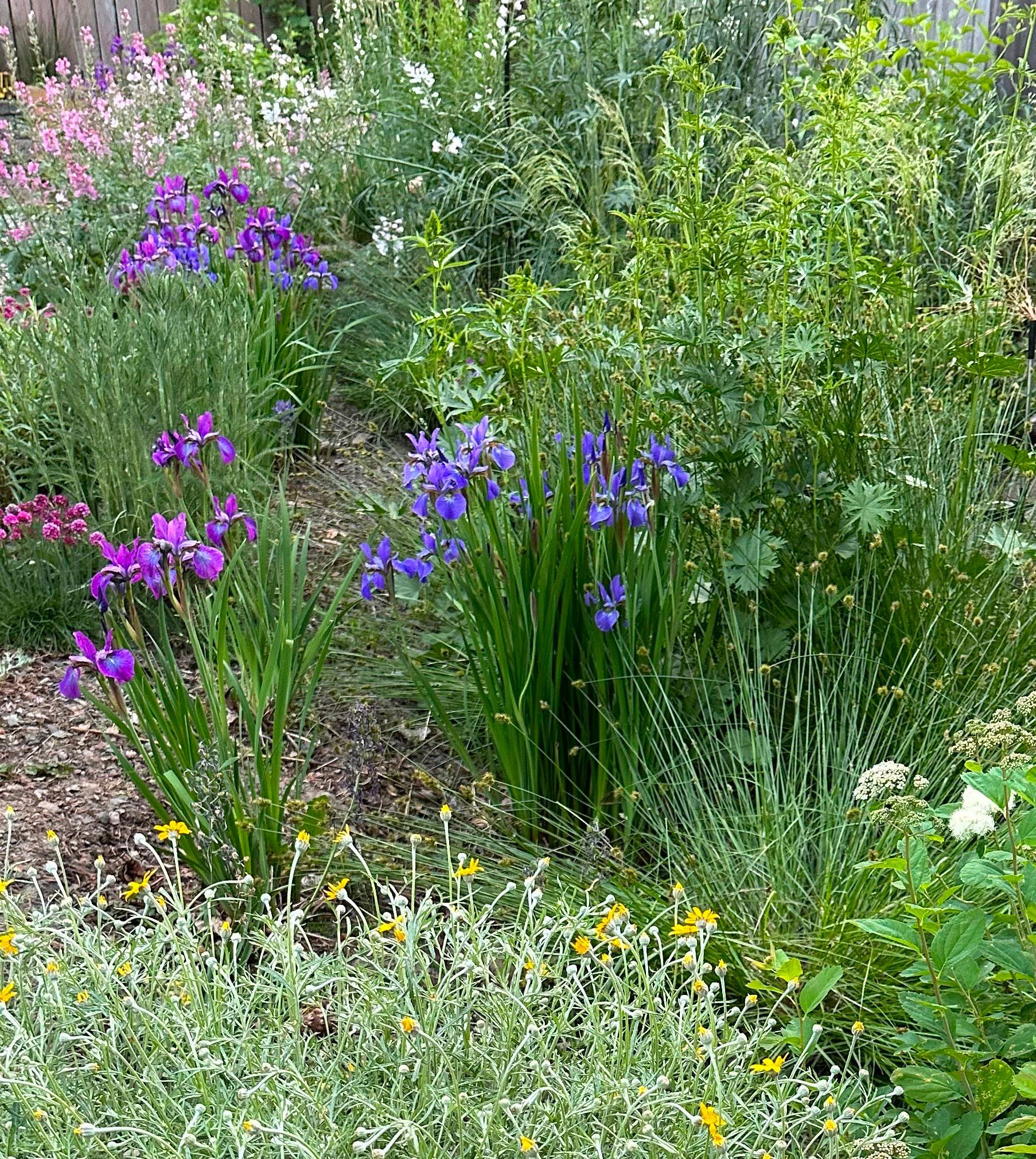 native plant perennial pollinator garden