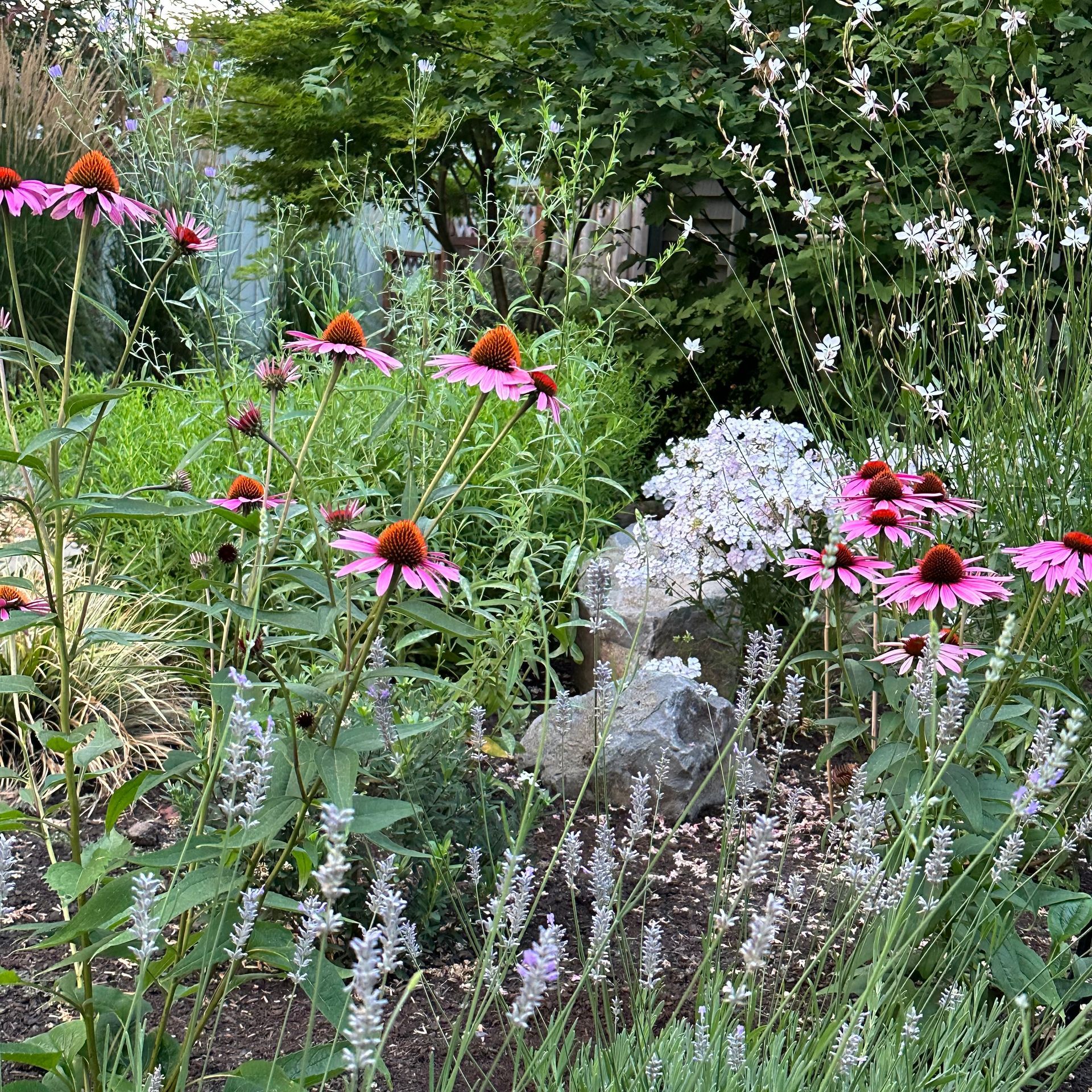 pollinator garden echinacea butterflies bees happy client