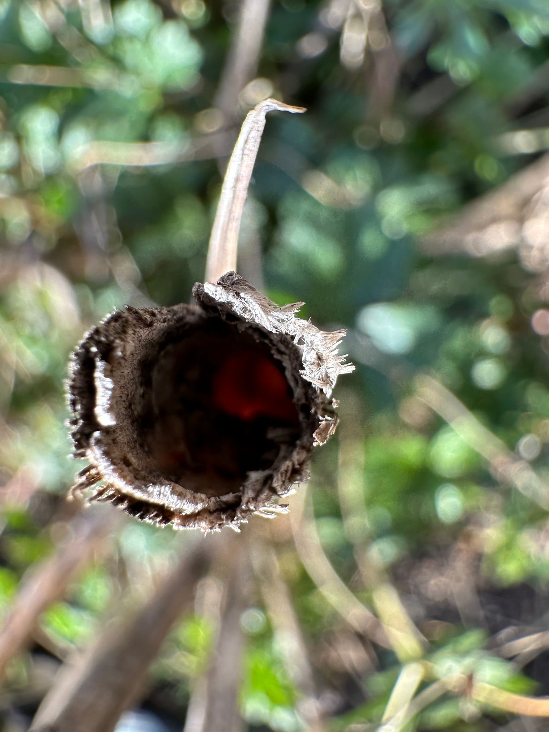 hollow stem for nesting native bee mason bee