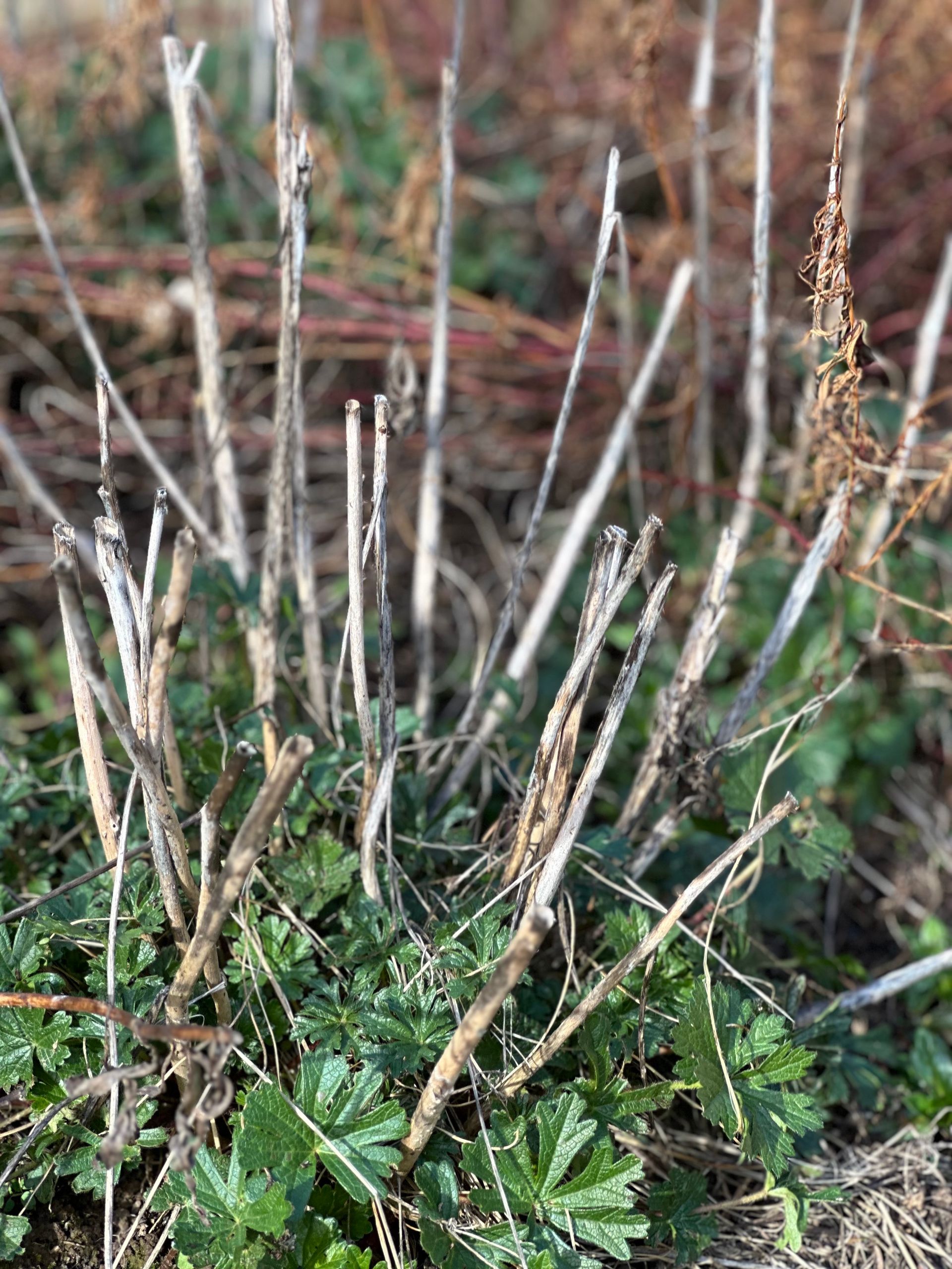 hollow stems for pollinators nesting habitat
