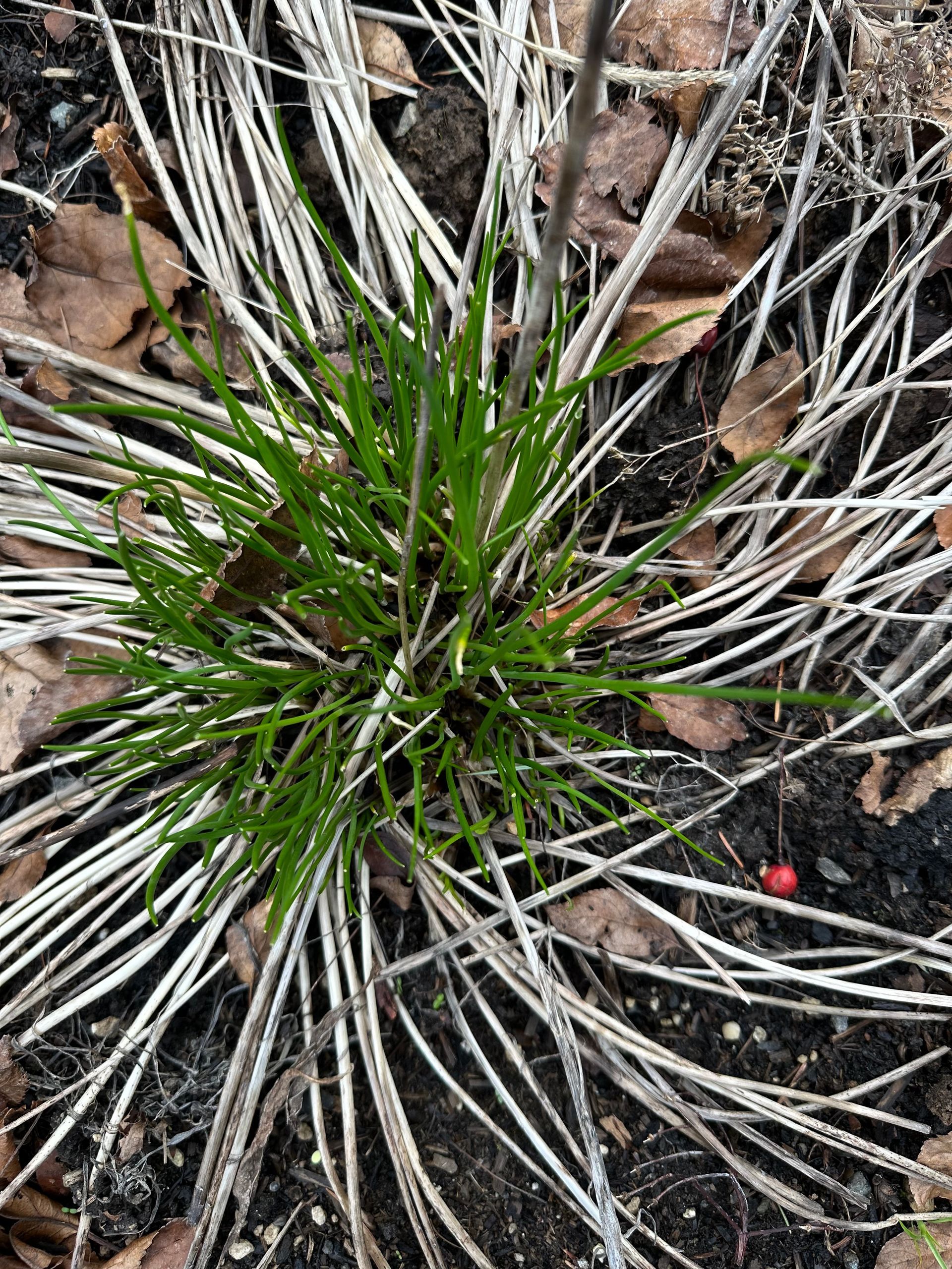 leaf debris and plant debris for habitat good for soil