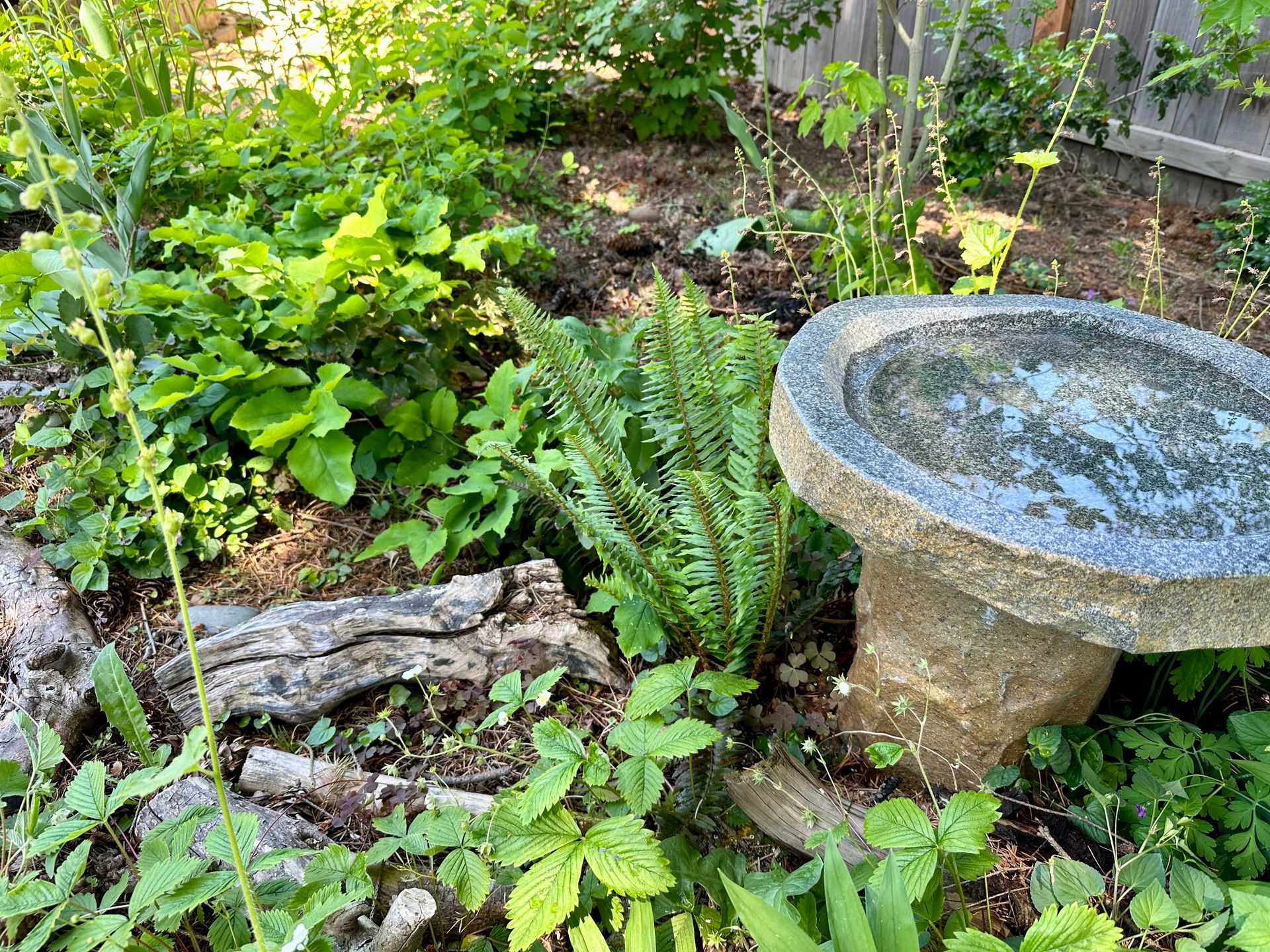 native plant woodland bird bath with nurse logs