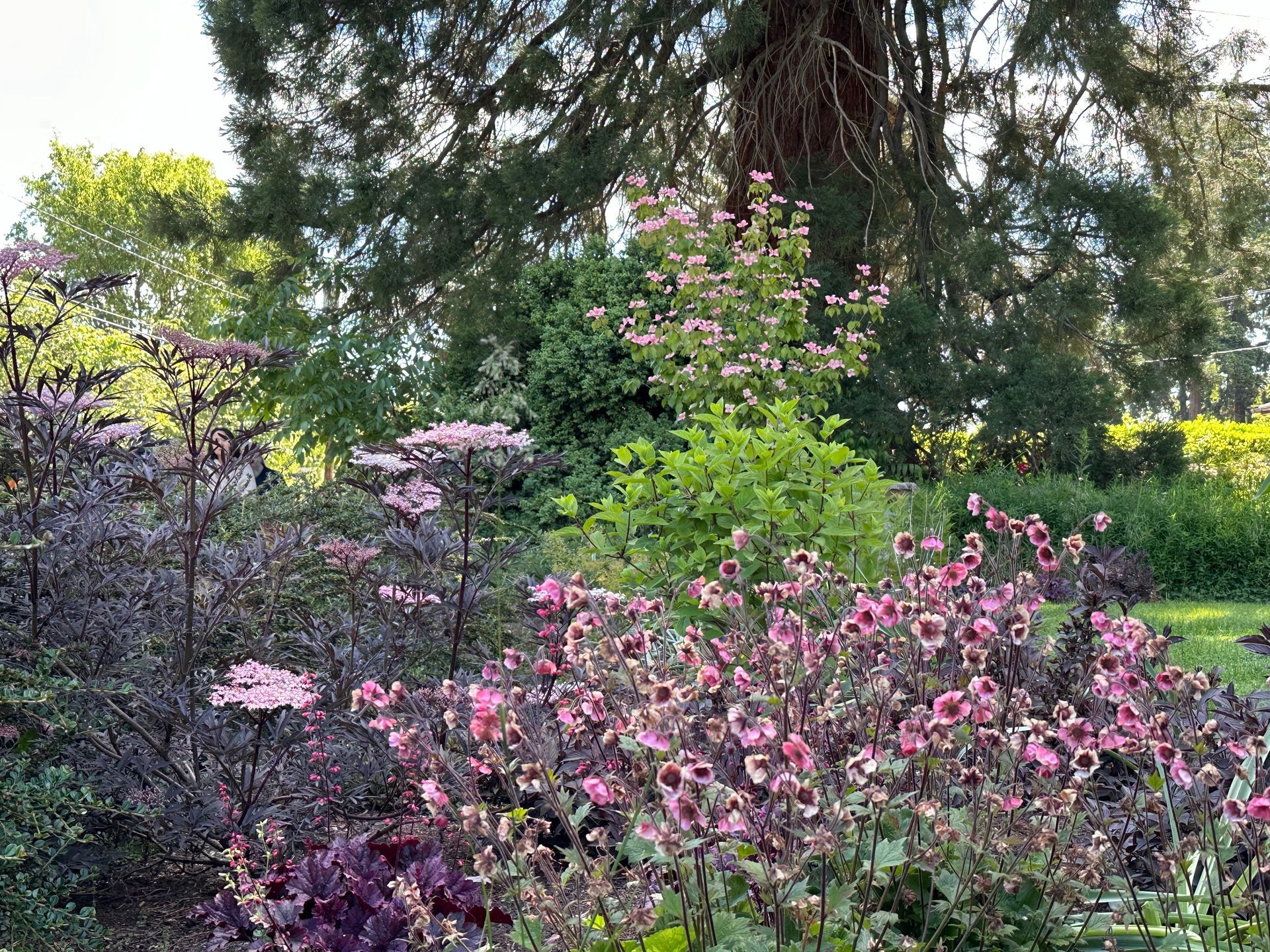 pink and purple flowers and foliage front yard garden design