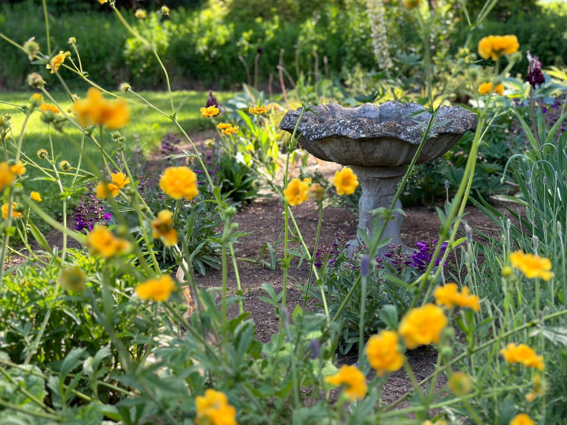 geum with birdbath english cottage garden flowers