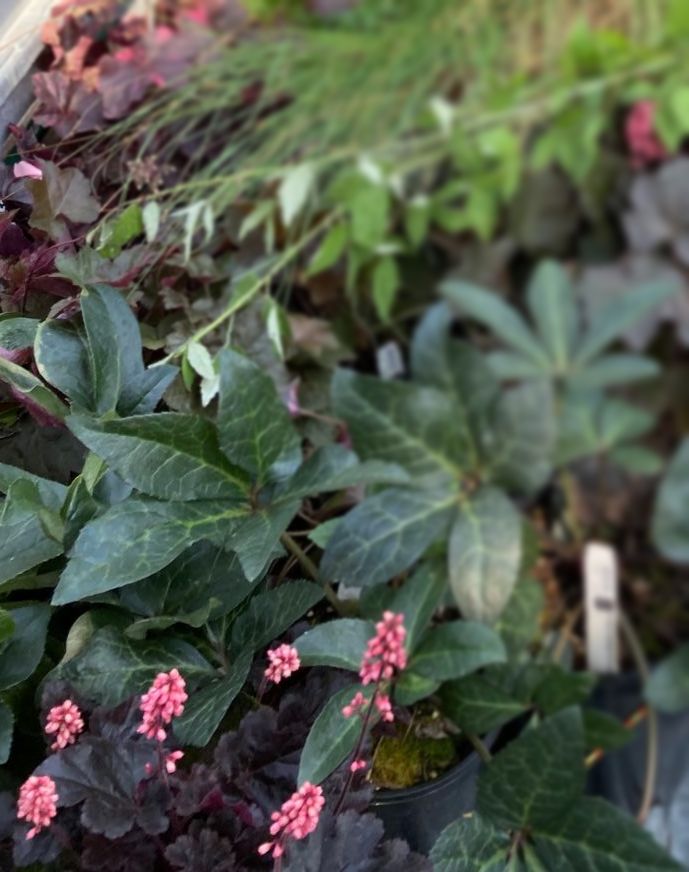 shade tolerant plants with colorful foliage