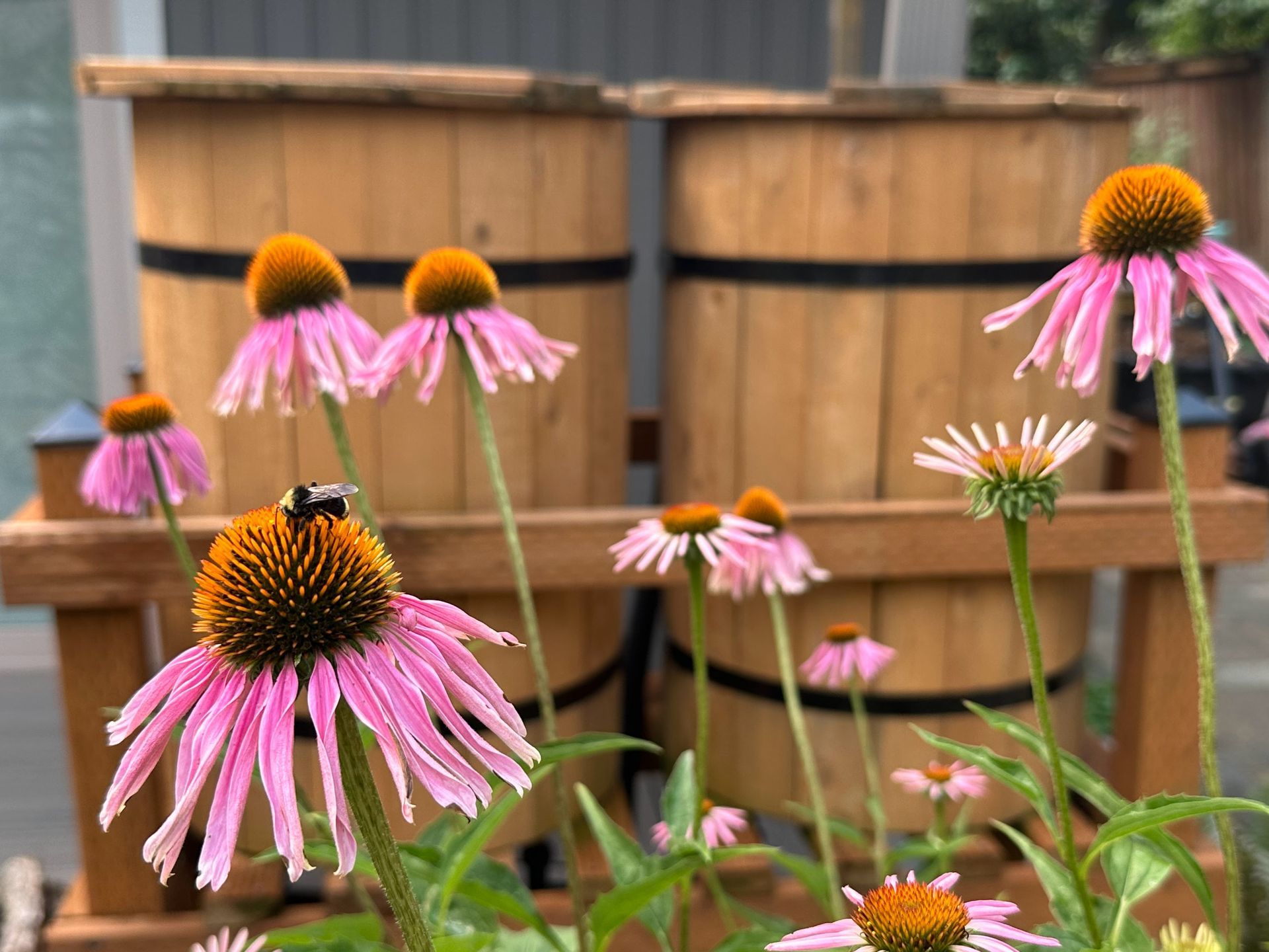 rain barrels with overflow to rain garden and echinacea with bumble bee