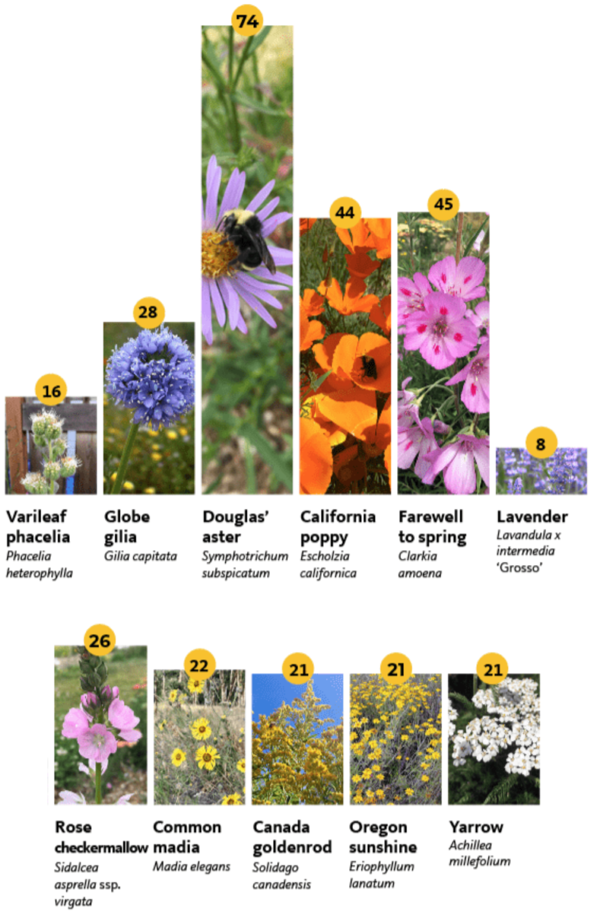 comparison of native plants attracting native pollinators 