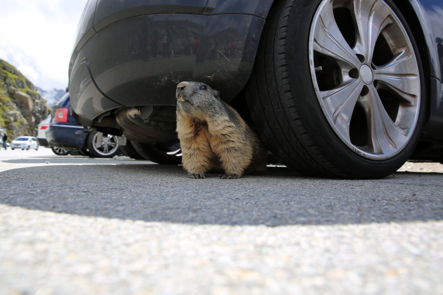 How To Prevent a Rodent From Living In Your Car