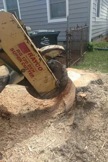 Excavator bucket cutting into a large tree stump in a yard beside a house.