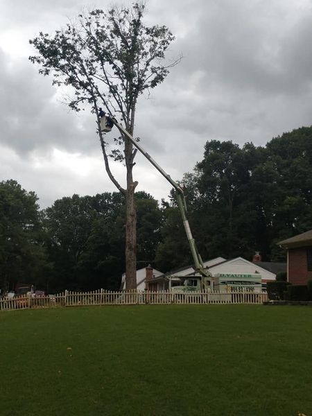 Tall tree in a grassy field with a pole support, under cloudy skies near houses and a fence.