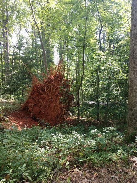 Uprooted tree stump with exposed roots in a leafy green forest clearing