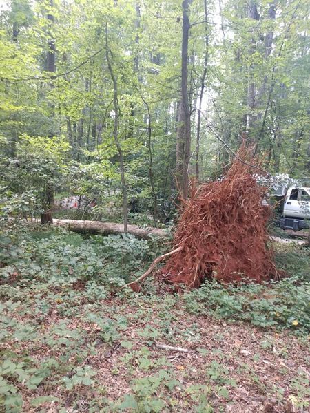 Uprooted tree with root ball in a wooded area beside a parked vehicle.
