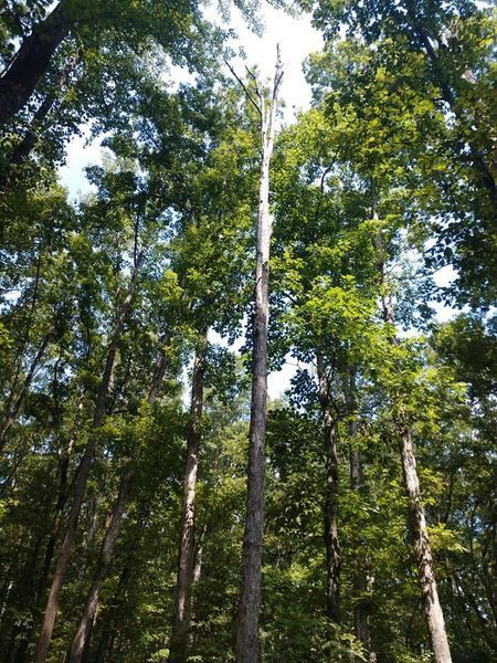 Tall tree trunks rising into a dense green forest canopy under daylight.
