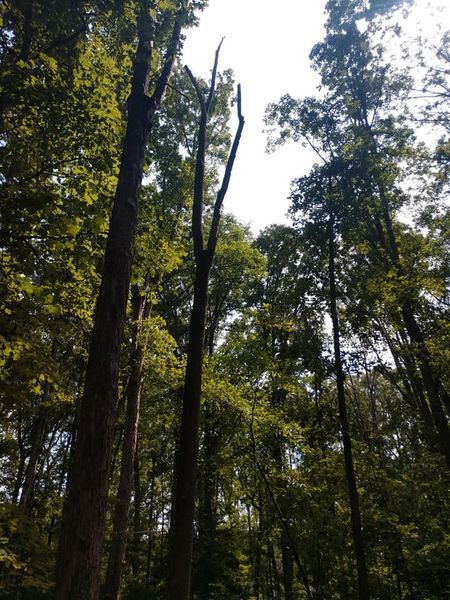 Tall green forest canopy with sunlight filtering through dense trees