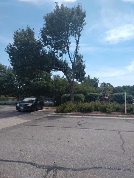 Parking lot with a black car, tall trees, and a landscaped median under a blue sky