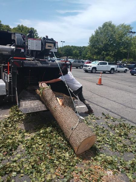 Tree trunk being loaded onto a truck in a parking lot, with branches scattered on the ground.