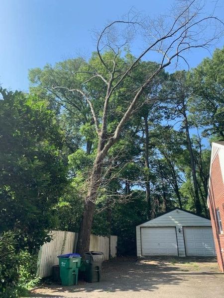 Backyard with tall tree, two trash bins, and a white garage under a clear blue sky