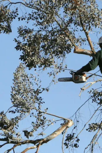 A person using a chainsaw to trim high tree branches against a blue sky
