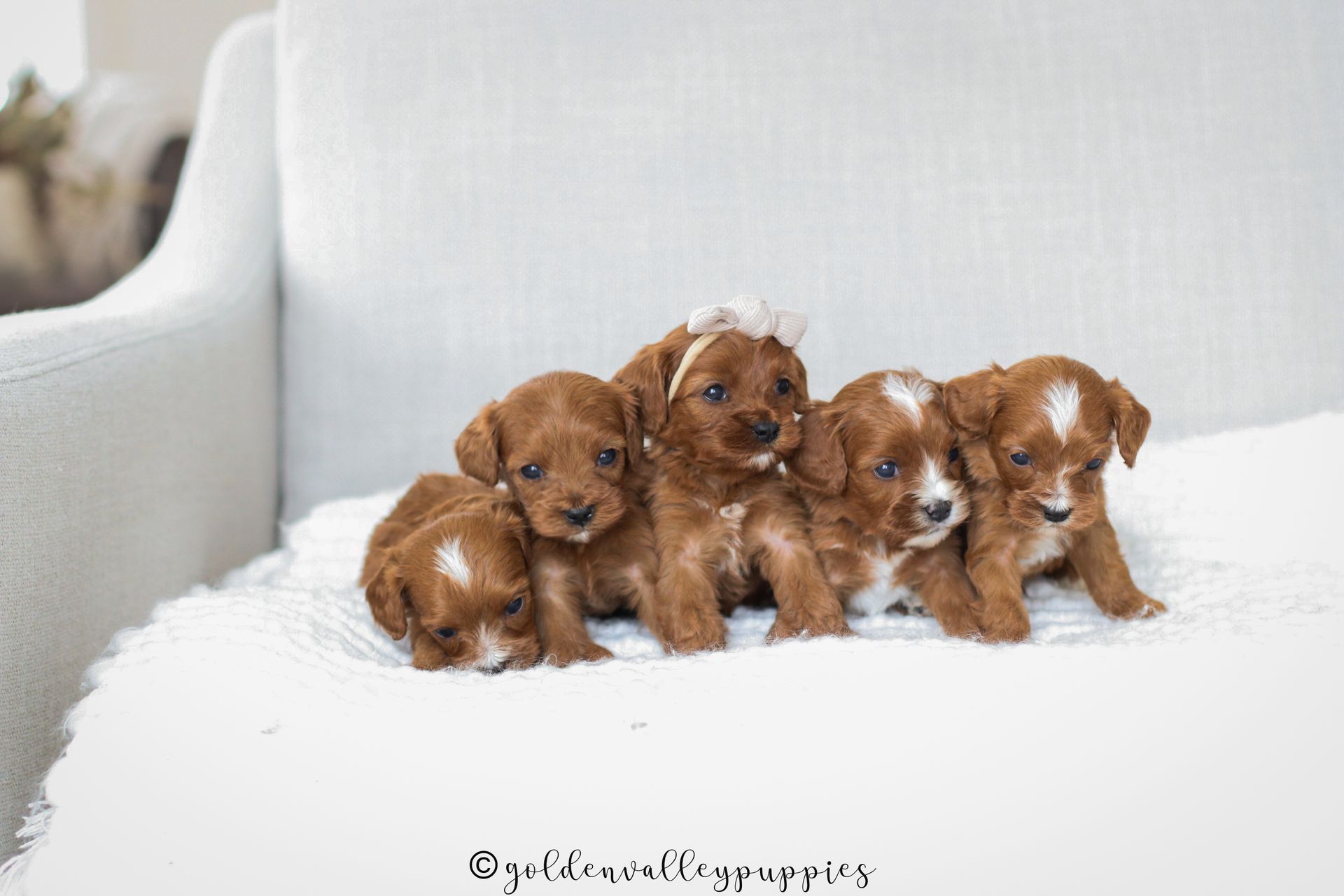 Toy Cavapoo Baton Rouge Freckle's Cavapoo Puppies | Toy & Mini Cavapoos Iowa
