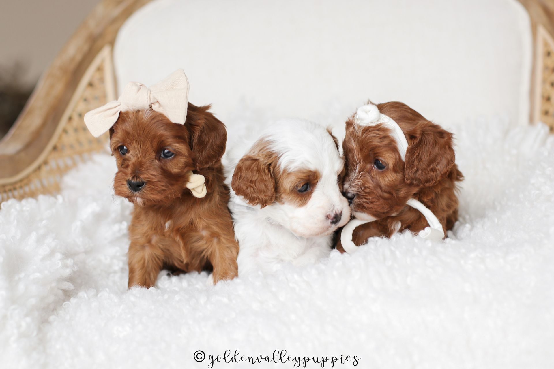 Farrah's Cavapoo Puppies | Toy & Mini Cavapoos Iowa