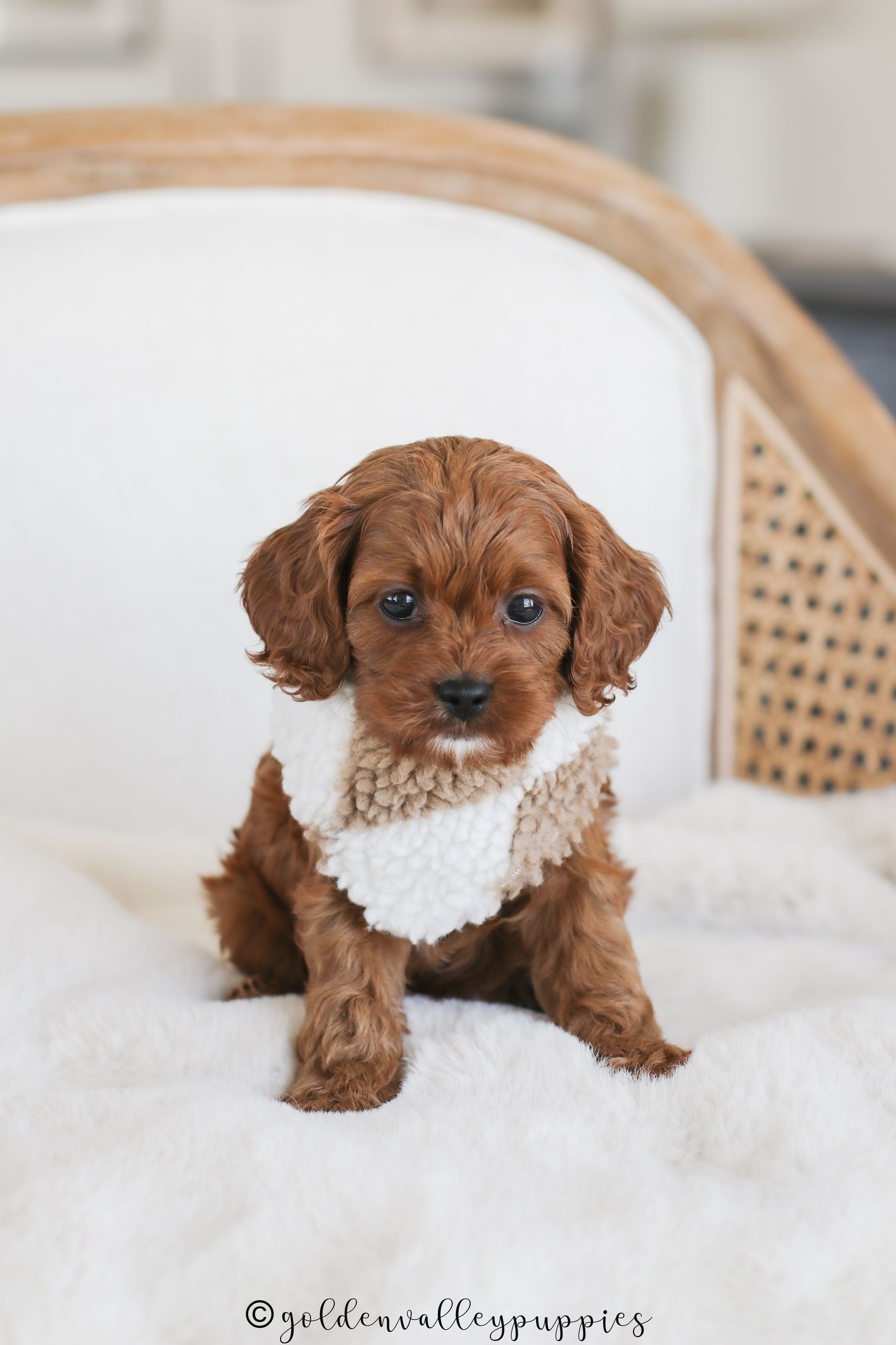 Polly’s Past Cavapoo Puppies | Toy & Mini Cavapoos Iowa