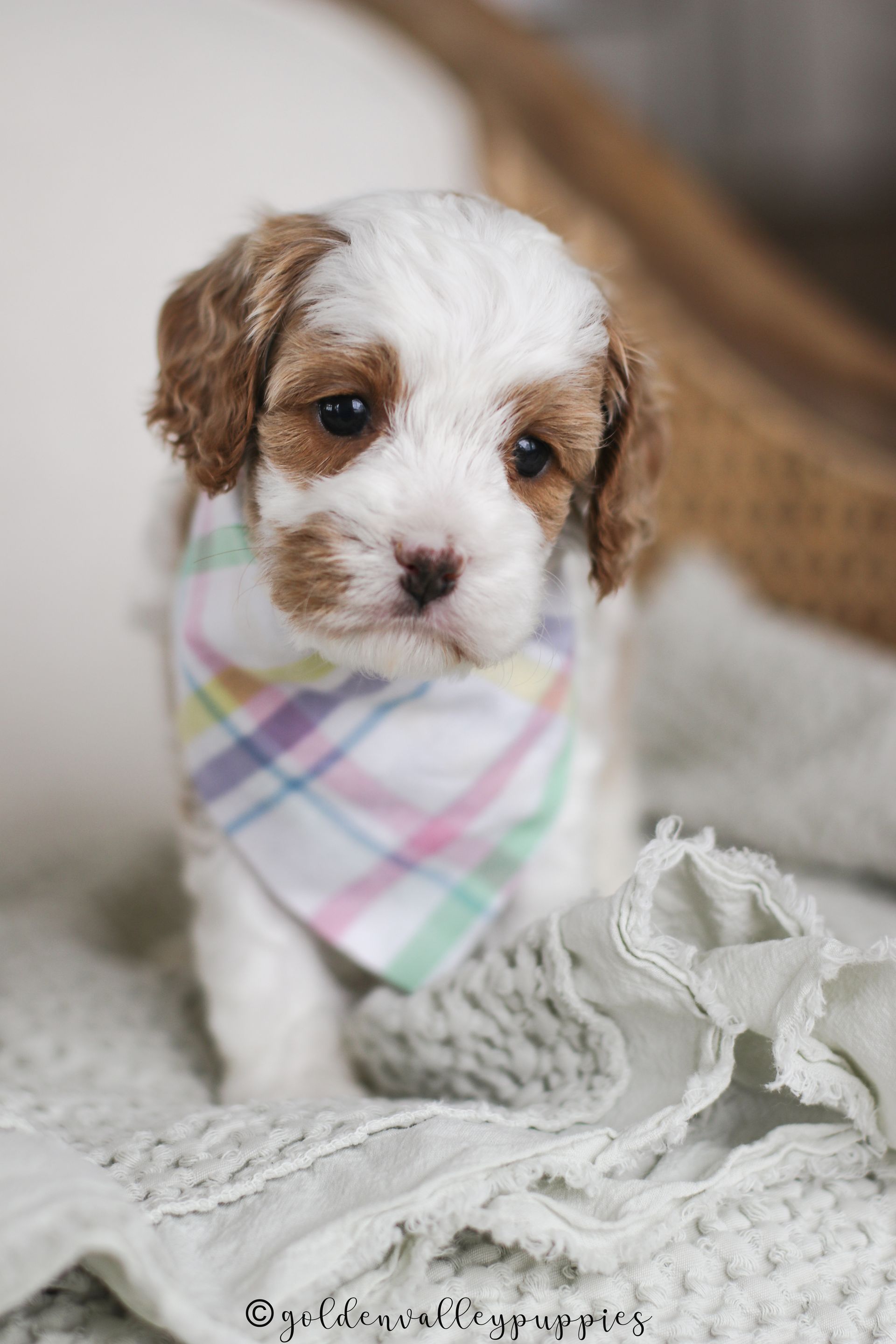 Polly’s Past Cavapoo Puppies | Toy & Mini Cavapoos Iowa