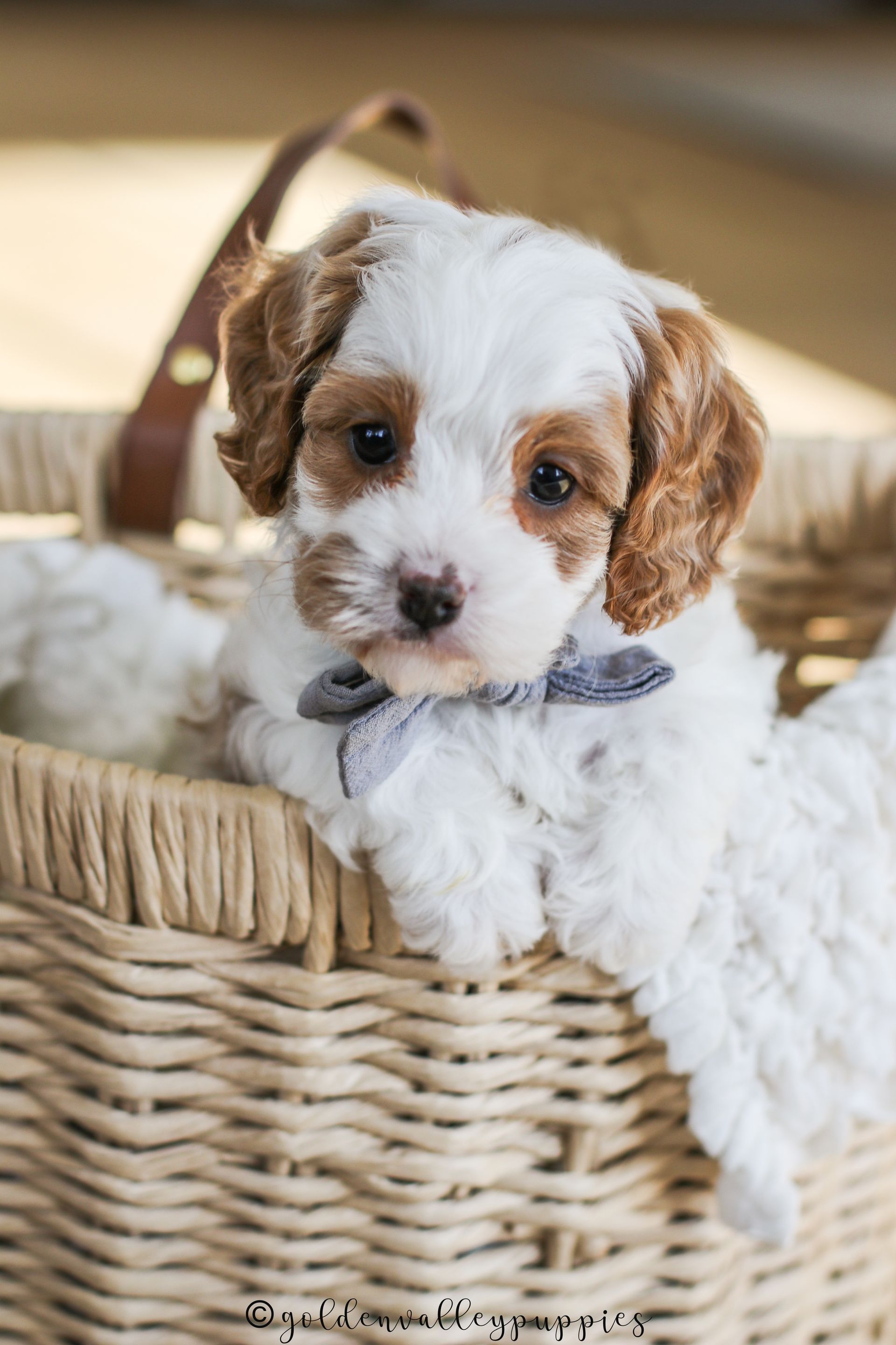 Polly’s Past Cavapoo Puppies | Toy & Mini Cavapoos Iowa