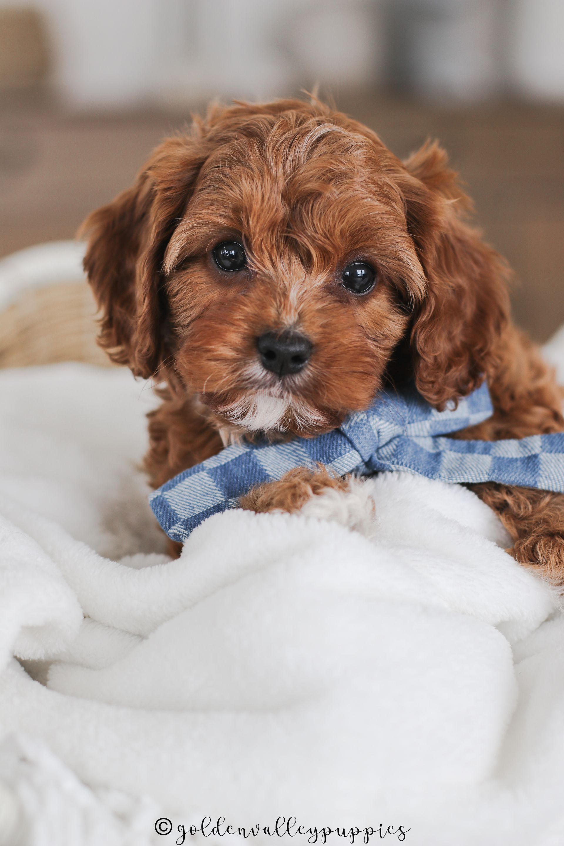 Polly’s Past Cavapoo Puppies | Toy & Mini Cavapoos Iowa