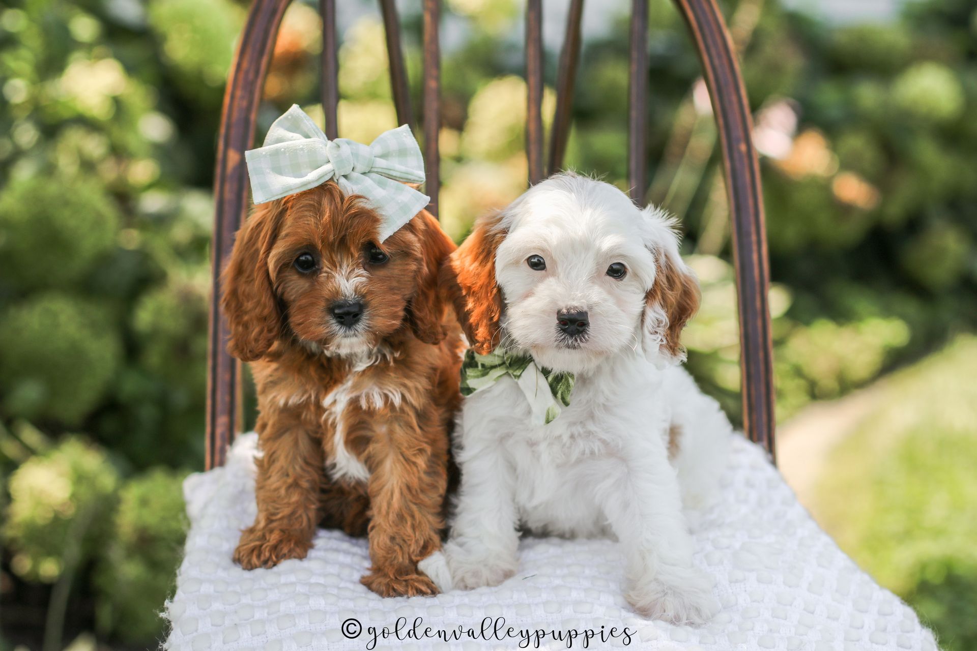 Small Toy Cavapoo Rubyβs Cavapoo Puppies | Toy & Mini Cavapoos Iowa