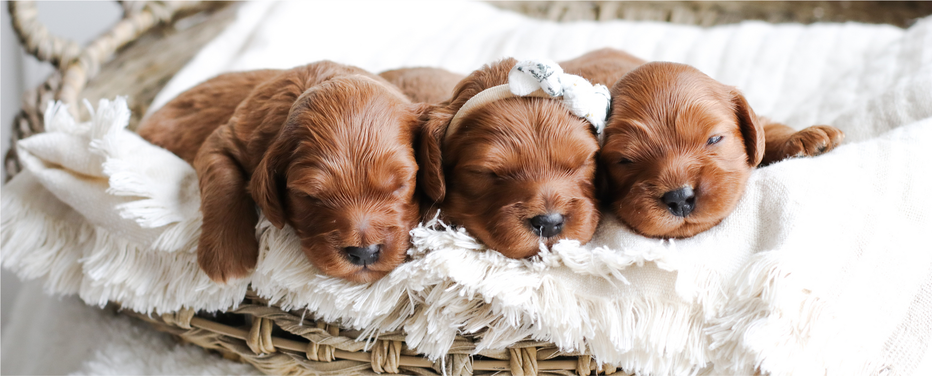 Cavapoo puppies for sale, Cavapoo Breeder near me, Cavapoo Litter