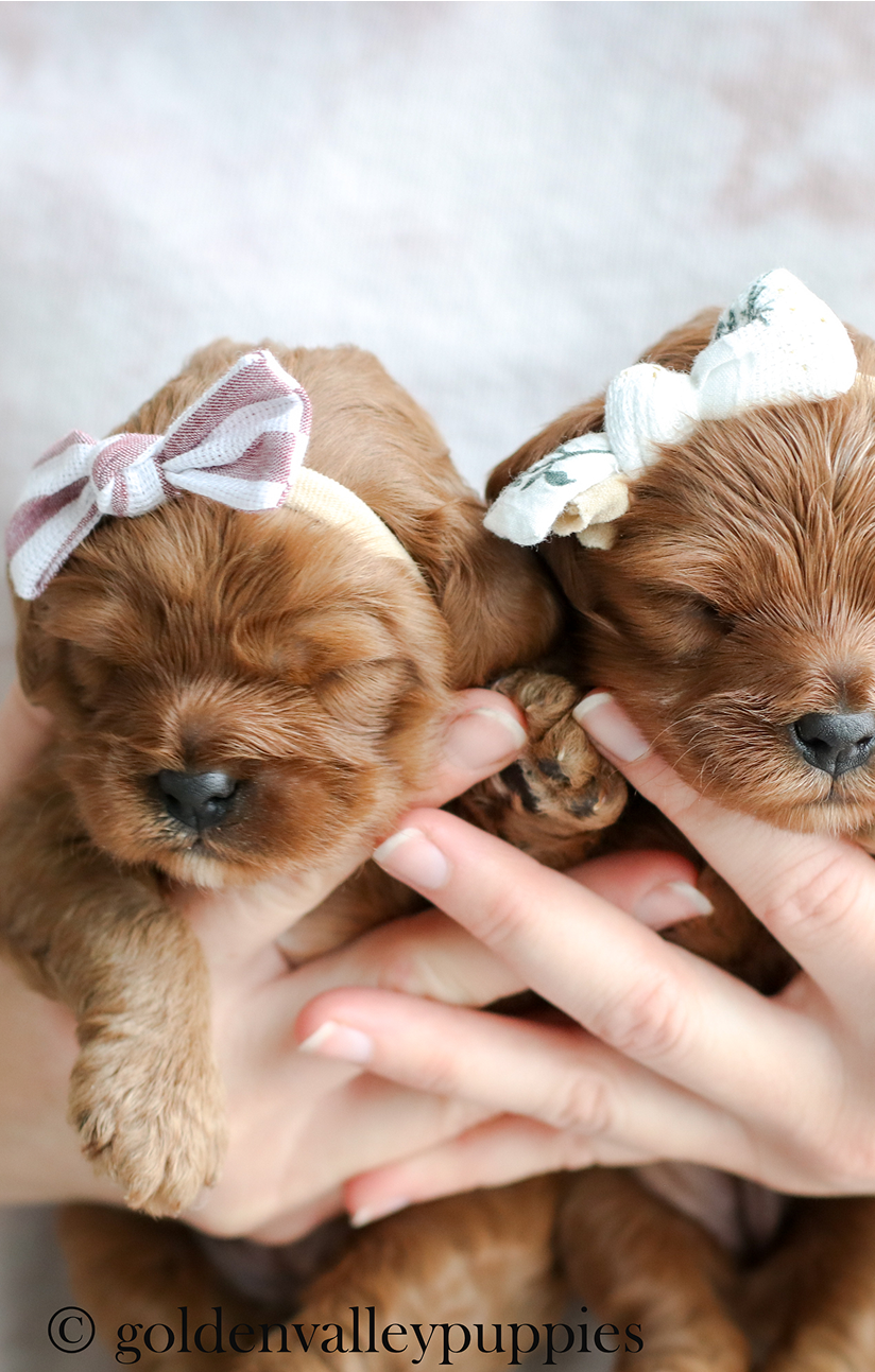 pair of cavapoo puppies